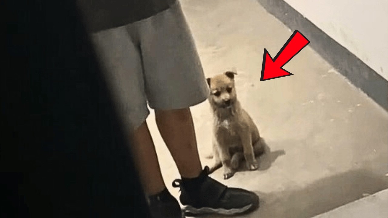 Сын привёл бездомного щенка, боясь моего отказа; они вдвоём тревожно ждут у двери.