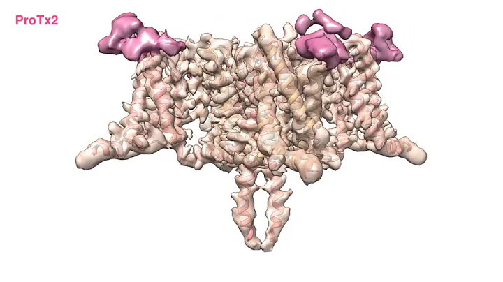 Targeting a sodium channel by a spider toxin