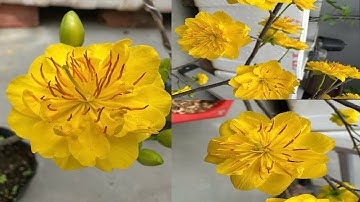 Sáng 29 /1 AL Xem Mặt Hoa 3 Giống Cúc Nổi Tiếng Nhất Hiên Tại