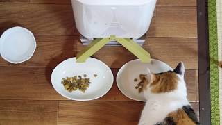 自動 餌 やり 機 猫 多頭 飼い 自動 餌 やり 機 猫 多頭 飼い