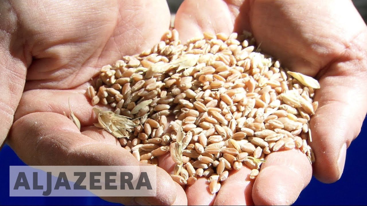 غرس فكرة: مكتبة أريزونا تُعير بذورًا لأغراض تعليمية