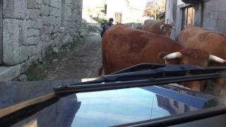 Pedrário - Montalegre