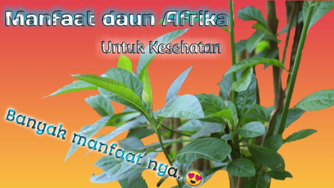 Daun Afrika..Manfaat untuk kesehatan 