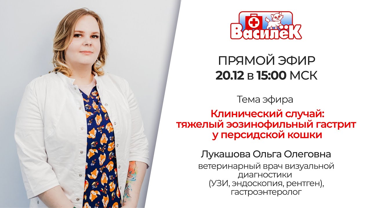 Тяжелый эозинофильный гастрит у персидской кошки: разбор клинического случая в прямом эфире.