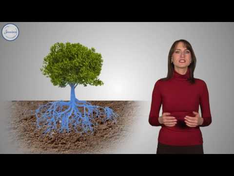 Видео: Поглощают ли деревья воду через листья?