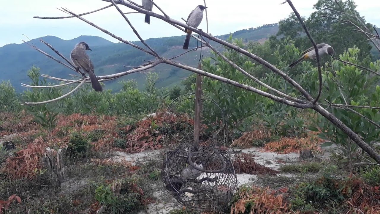 Bẫy bông lau❣2 hiệp liên tục❣@PhạmNgọcPhúc82