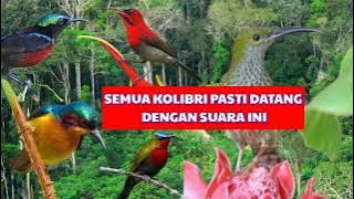 suara pikat semua jenis kolibri sogon,cit manggar,sepah raja,kolibri wulung,pinjantung gunung,konin