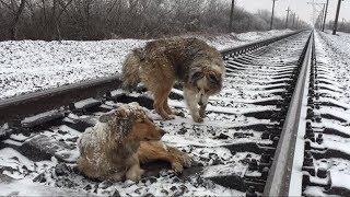 Этот пёс 2 дня охранял свою подругу, которая получила травму на рельсах Этот пёс 2 дня охранял свою подругу, которая получила травму на рельсах