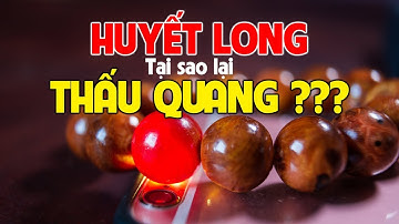 HUYẾT LONG - Thực hư khả năng thấu quang kỳ diệu của loại gỗ Vua Cỏ Cây