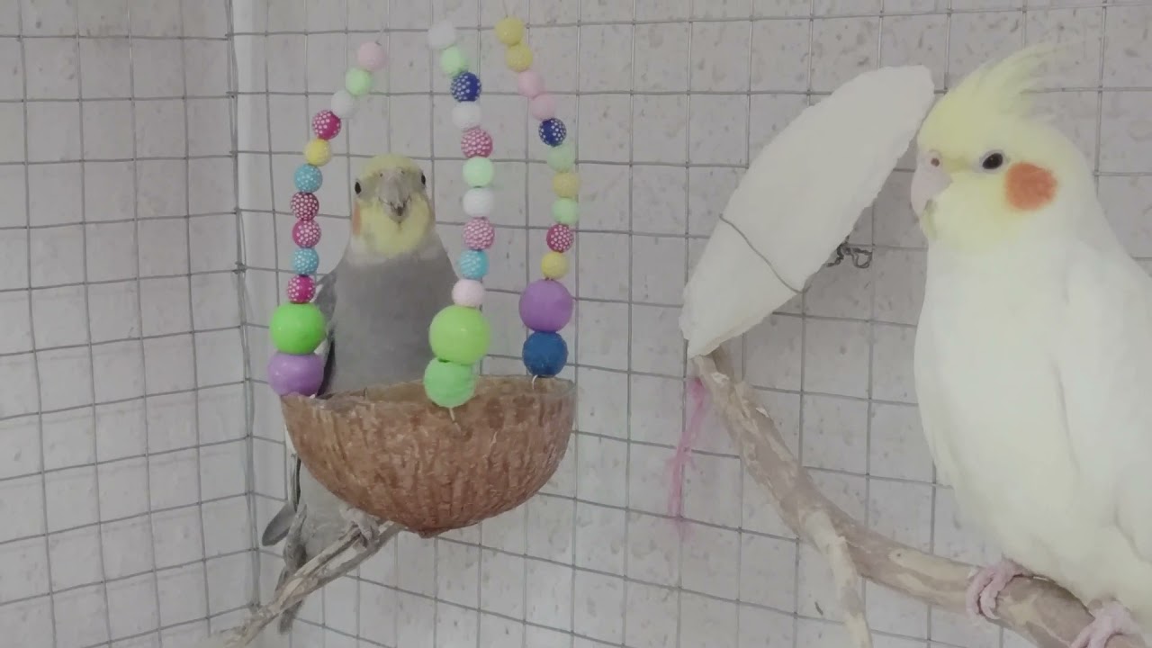 3 Hours of Male Cockatiel sound...cockatiel whistles YouTube