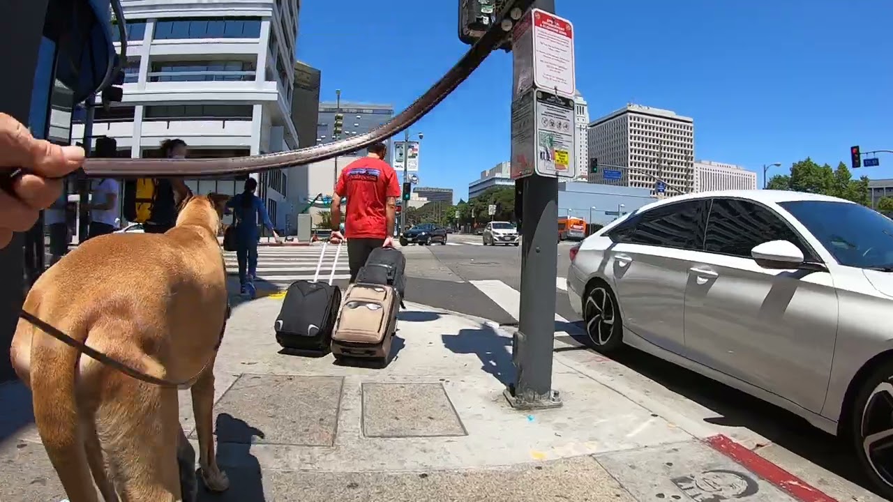 Cash 2.0 Great Dane in Little Tokyo downtown Los Angeles (1 of 2)