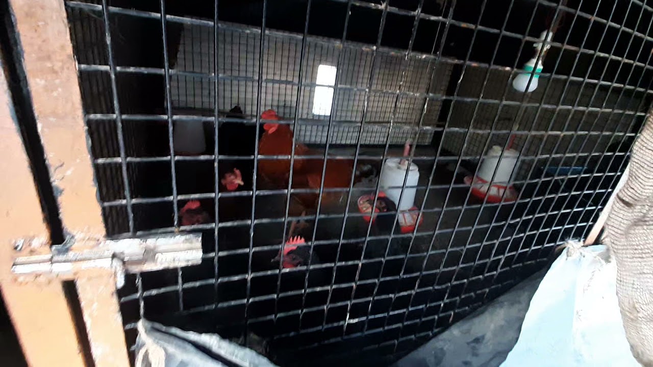 Desi Chicken Care In Winter Season 