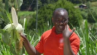 Silage-Making Techniques for Year-Round Livestock Feed | Shamba Shape-Up Series