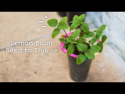 Video: Thyme, Pudina, Balsem Lemon. Corak Penanaman Rempah