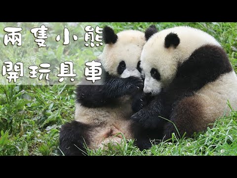 《熊貓TOP榜》第156期 兩隻小熊開玩具車 | iPanda熊貓頻道