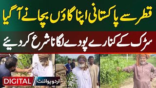Pakistani Returnee from Qatar Plants Trees Along Roadside in His Village | Village Saves Itself
