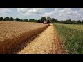 молотим пшеницю 2021
