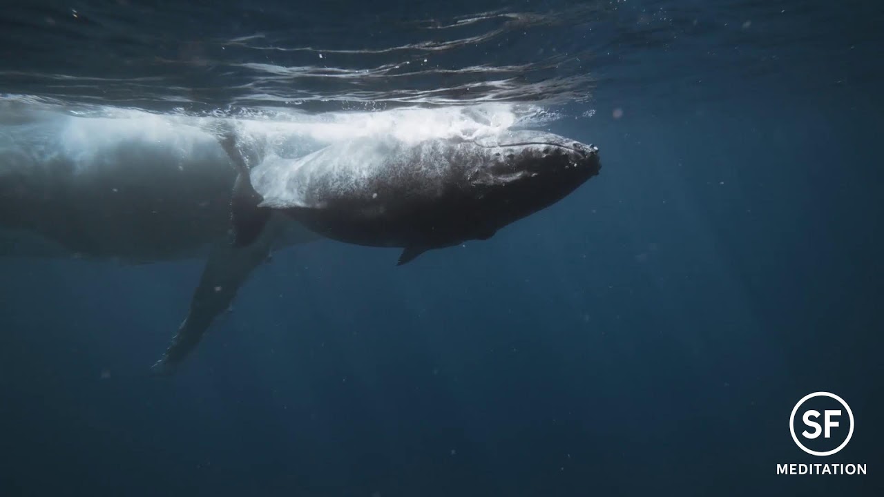 Marine Stillness – Ambient Stream for Meditation