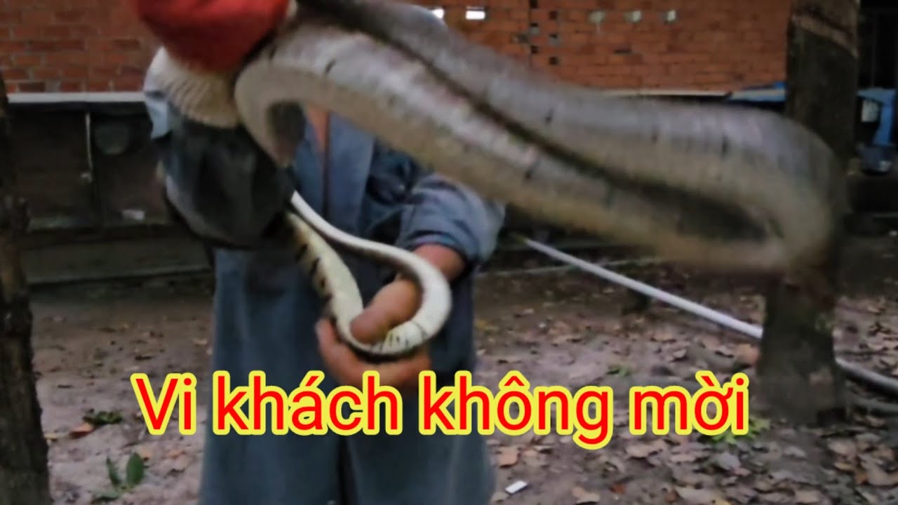 CHO CHIM CU GÁY. ĂN TỐI VÀ CÁI KẾT...KHÔNG NG