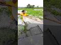 Push Net Fishing Under Floating Hyacinth 🌿🐠 #ytshorts #shorts