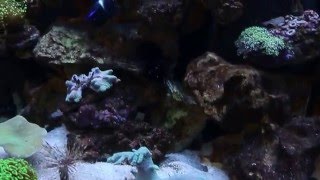 marine betta. screenshot 4