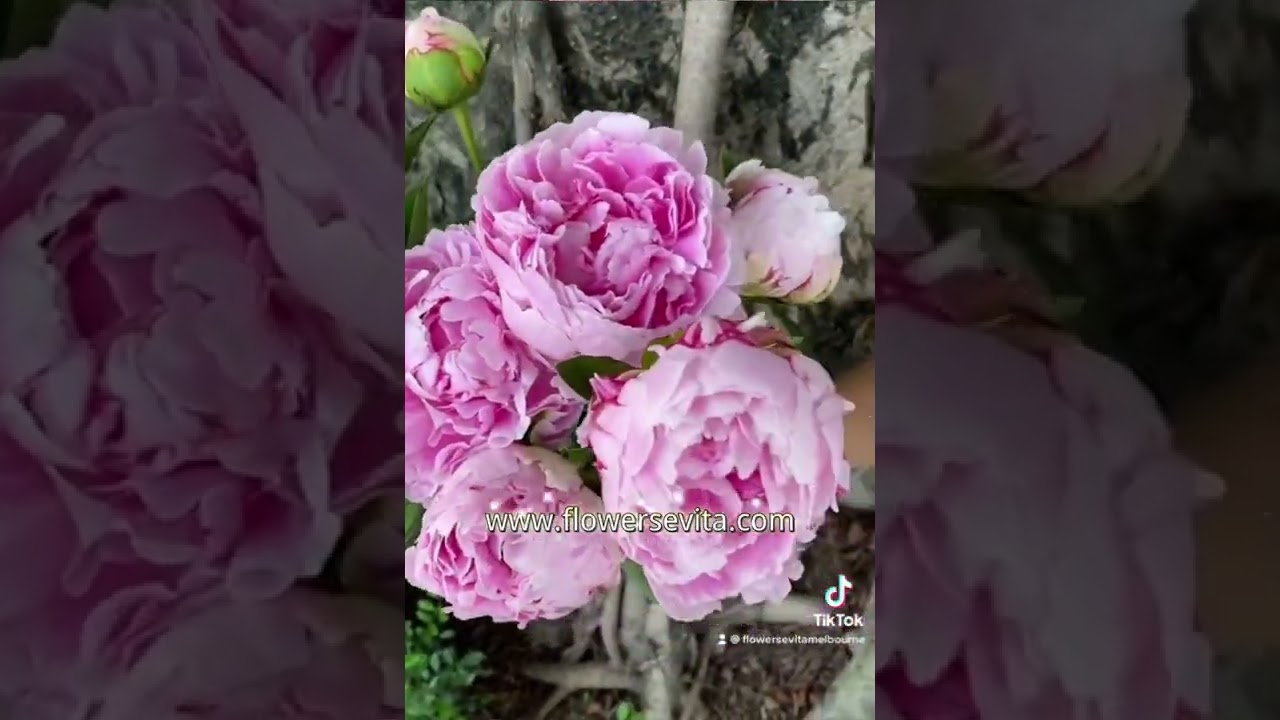 Sweet Peonies with Evita Flowers. Order online www.flowersevita.com 💜Same Day Delivery Melbourne