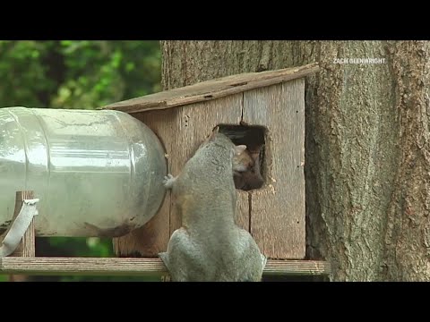 Video: Butterfly Bush Control - Is Butterfly Bush een invasieve soort