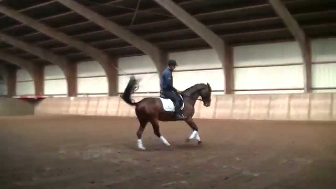 Mitchell's horses Espresso Vermont x Balder Allround TK YouTube