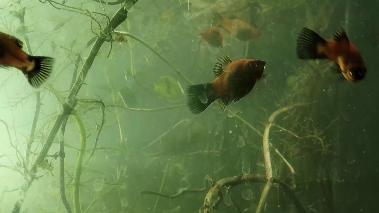 🔮 Unlock Your Inner Self: Experience Jungian Shadow Integration Through Meditation!