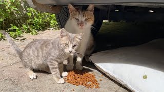 Poor Hungry Mother Cat and Her Kitten living on the street. I gave them food.