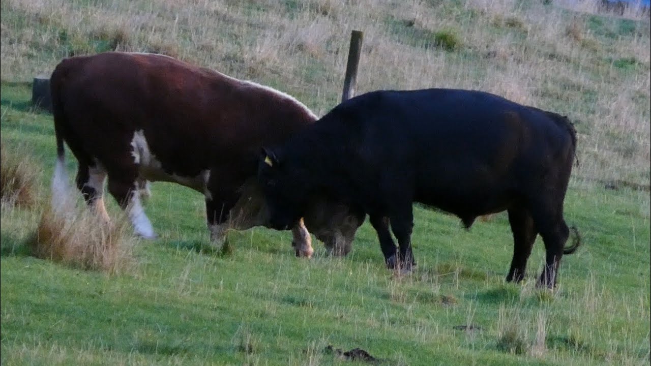 Two Bulls having a Pushing Match after the Rain - YouTube
