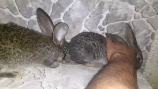 Sezonun Son Velikan Yavruları Maşallah. 0551 678 3665