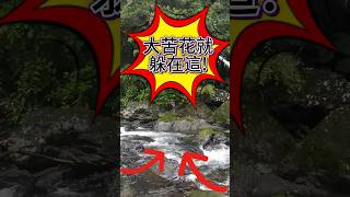 你知道大苦花就躲在這嗎？！#fishing #taiwanfishing #苦花 #尺花