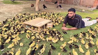 Hum Bht Ziada Ducks Babies Le Aiy Hain😍