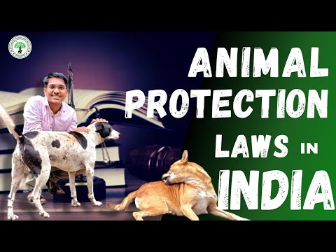 Animal Protection Laws in India | Know Your Rights .W. |Jamshedpur # law #animalfeeding #ngo - YouTube