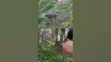 Bow Archery Hunting Precision  Smooth and Ethical Shot Deer