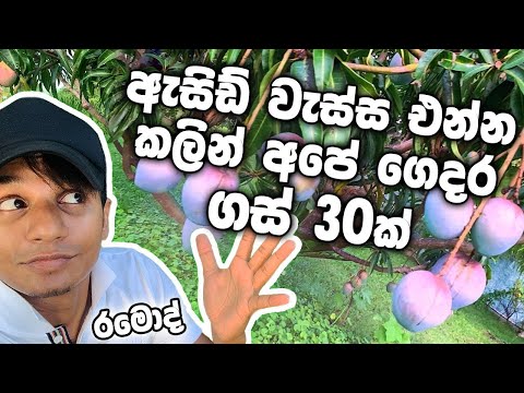 ඇසිඩ් වැස්ස එන්න කලින් අපේ ගෙදර ගස් 30ක් | RaMoD | Home Garden ¦ Acid Rain