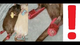 Лютые приколы. Крыса в тапочках. Ничего особенного... Лютые приколы. Крыса в тапочках. Ничего особенного...