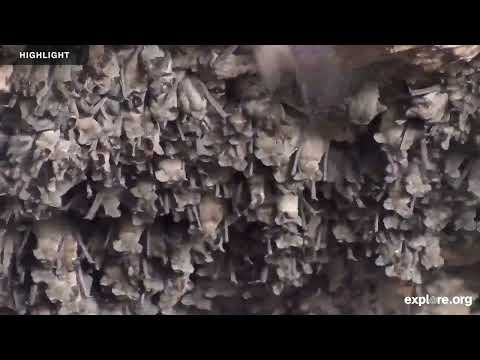 Roving Camera at Bracken Bat Cave - Bat Conservation International