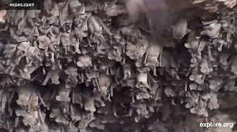 Roving Camera at Bracken Bat Cave - Bat Conservation International