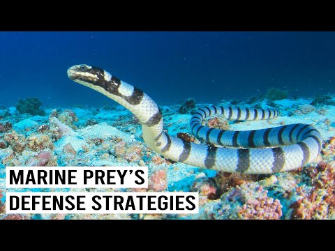 HOW MARINE PREY FIGHT OFF UNDERWATER PREDATORS
