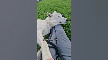 Wolves Are Begging For A Loving Home Animals Love Shorts 