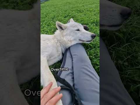 Wolves are begging for a loving home #animals #love #shorts