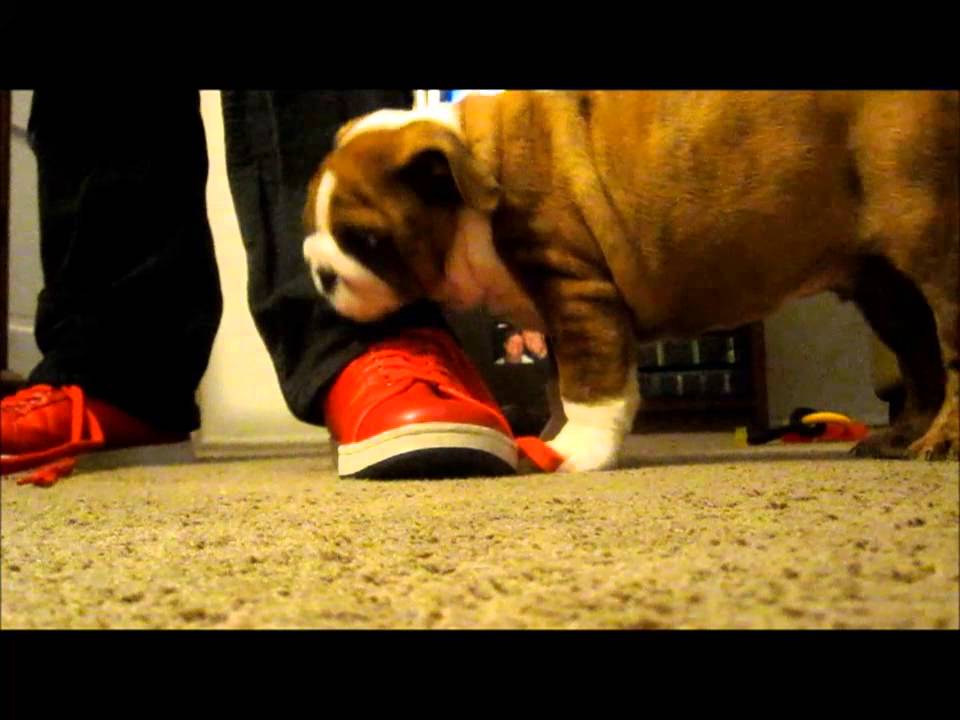 Bulldog puppy fixated on red shoe laces. YouTube