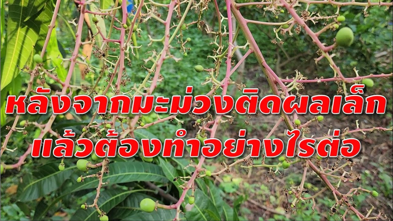 หลังจากมะม่วงติดผลเล็กแล้วต้องทำอย่างไรต่อ