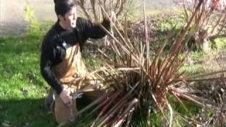 Flaccid Flax