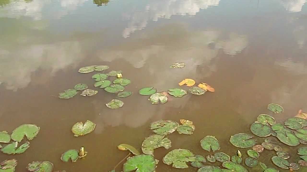 Happy Birthday Debussy! Love, Mandala Studio - Pianist Hsia-Jung Chang 張夏榕 德布西