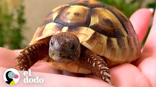 La vida si una tortuga fuera influencer de salud... | El Dodo by El Dodo 155,367 views 5 months ago 3 minutes, 1 second