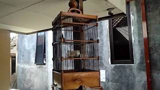 prenjak putih nembak