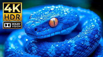 The Ultimate Paradise of 4K ANIMAL Videos | Dolby Vision HDR 4K 120fps